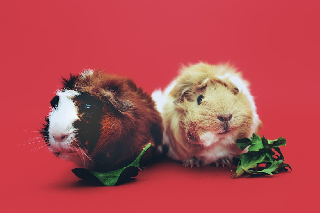 two brown and beige hamsters wallpaper