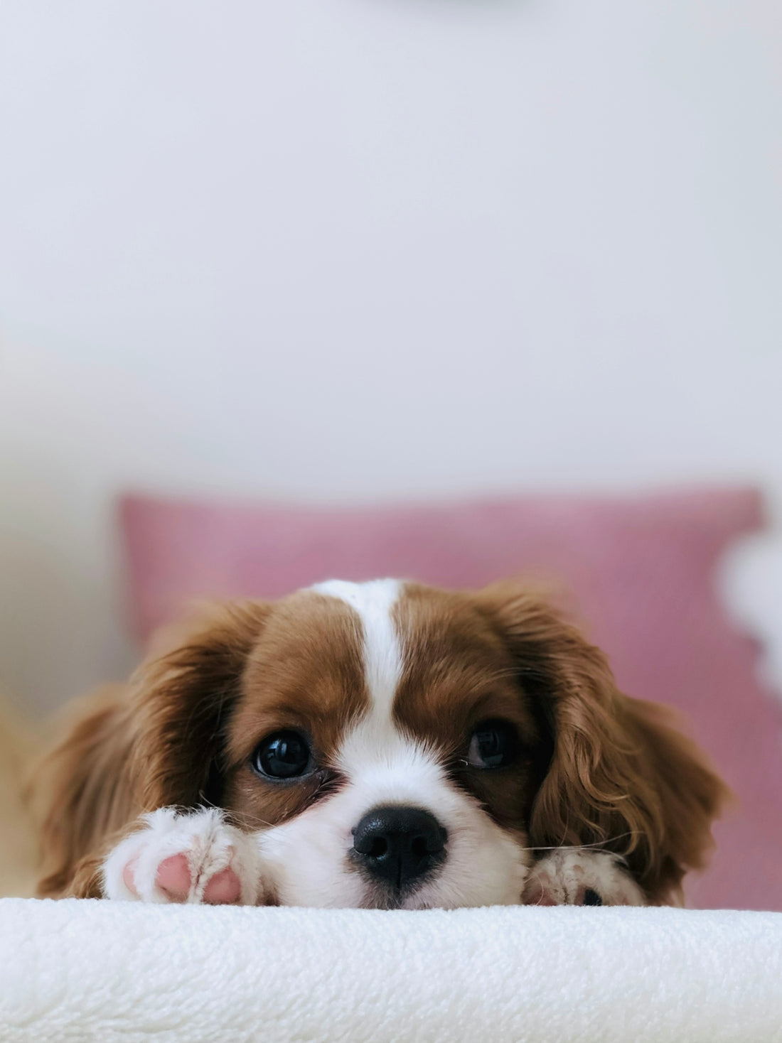 long-coated white and brown puppy