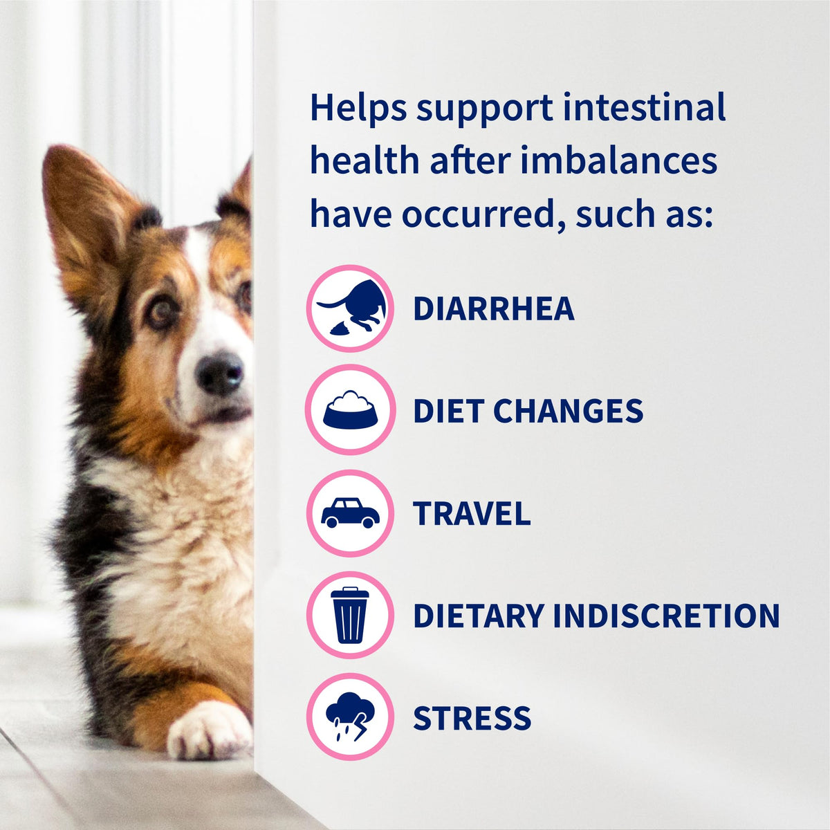 Nutramax Proviable Probiotics for Dogs & Cats, Sprinkle Capsules, 30ct