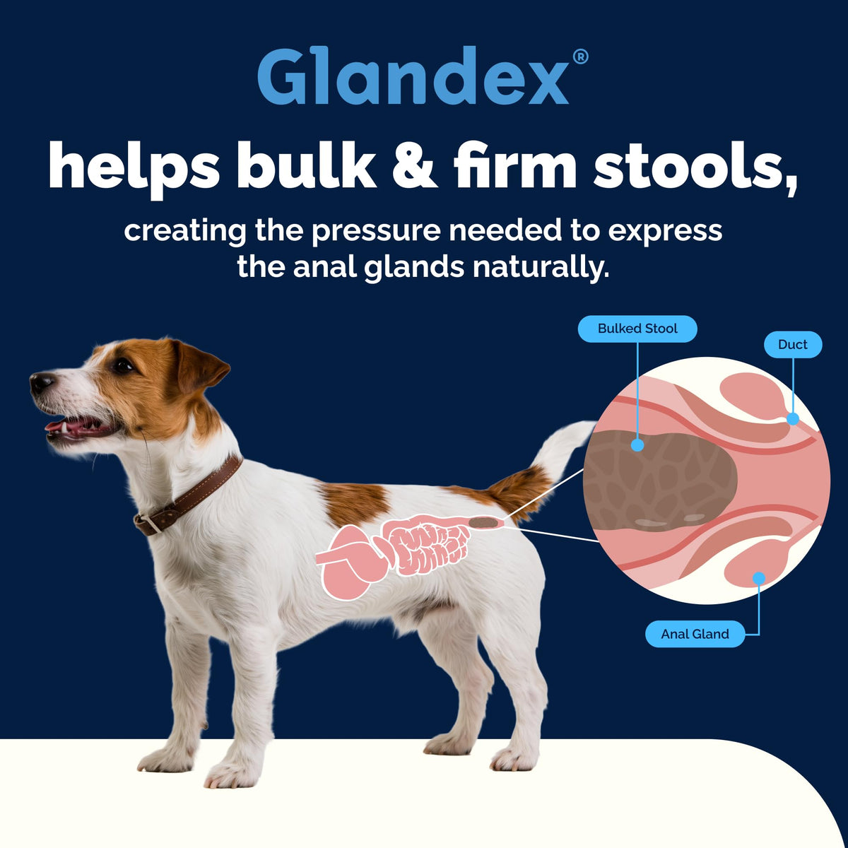 Vetnique Glandex for Dogs Anal Gland Chews 120ct Pumpkin, Digestive Enzymes