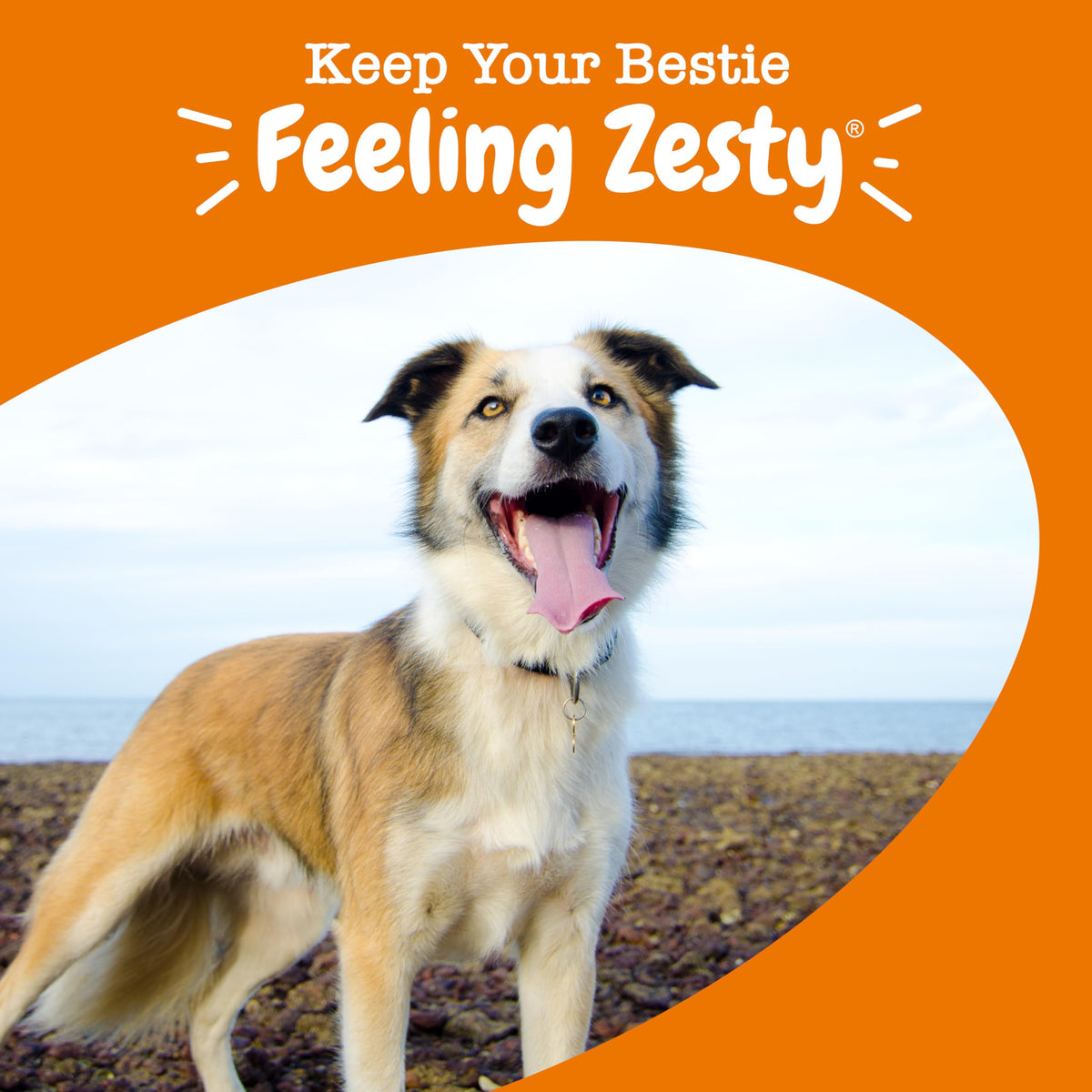 Zesty Paws Dog Vitamins - Dog Multivitamins with Hemp - Chicken, 90 Ct