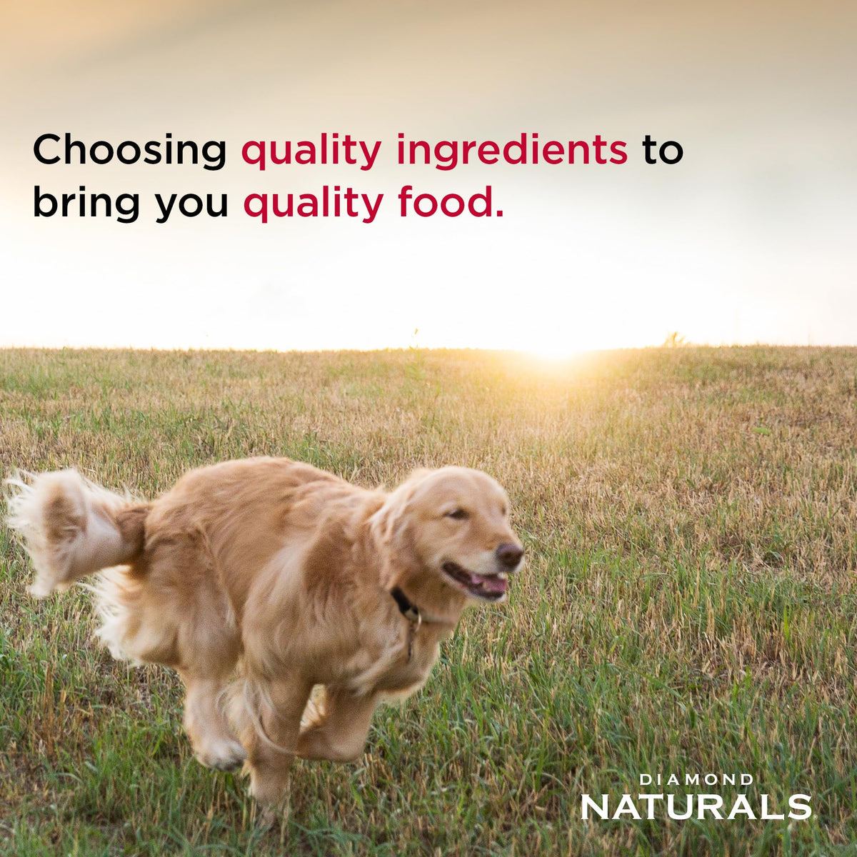 Diamond Naturals Adult Dry Dog Food, Lamb Meal & Rice, 40lb