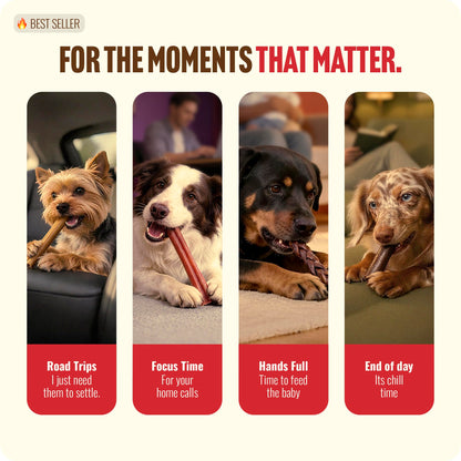 Natural Farm Odor-Free Bully Sticks (4-8”, 16oz) ALL-NATURAL Long-Lasting Chews, 100% Beef Pizzle, Grass-Fed, Grain-Free, Hormone-Free, Protein for Muscle Development & Energy, Perfect For Medium Dogs