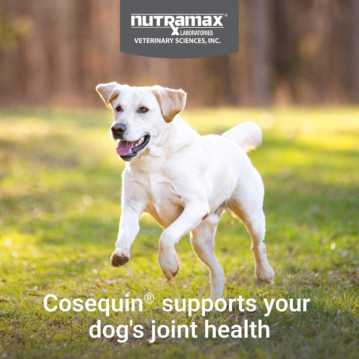 Nutramax Cosequin Joint Supplement for Dogs, MSM+HA, Chew Tablets, 250ct