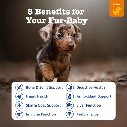 Zesty Paws Dog Vitamins - Dog Multivitamins with Hemp - Chicken, 90 Ct