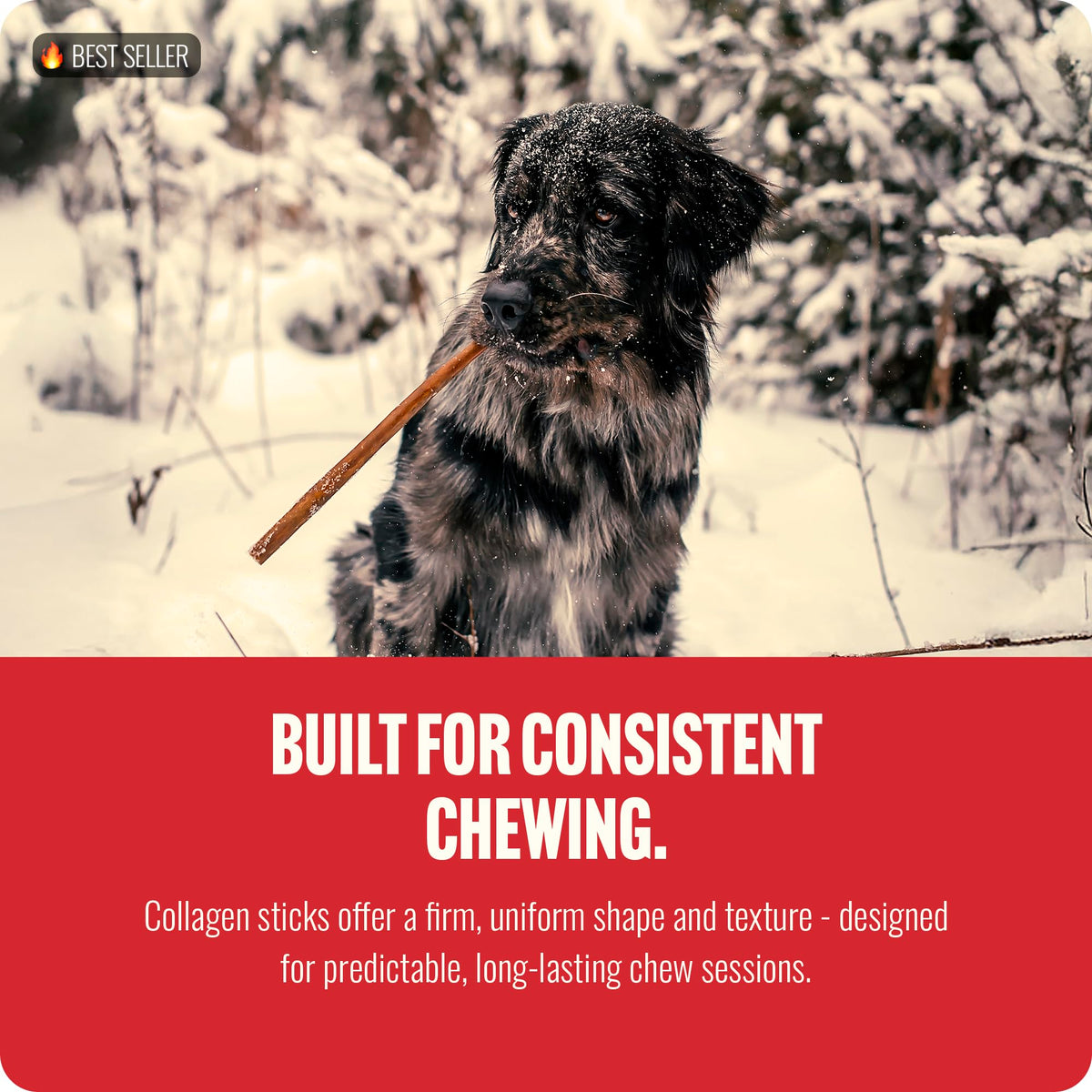 Natural Farm Odor-Free Bully Sticks (4-8”, 16oz) ALL-NATURAL Long-Lasting Chews, 100% Beef Pizzle, Grass-Fed, Grain-Free, Hormone-Free, Protein for Muscle Development & Energy, Perfect For Medium Dogs