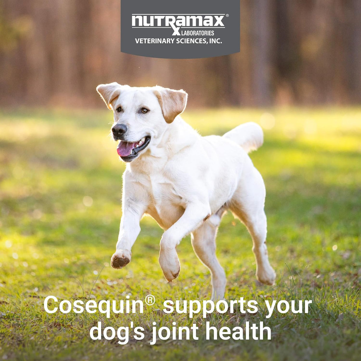 Nutramax Cosequin Joint Supplement for Dogs, MSM+HA, Chew Tablets, 250ct