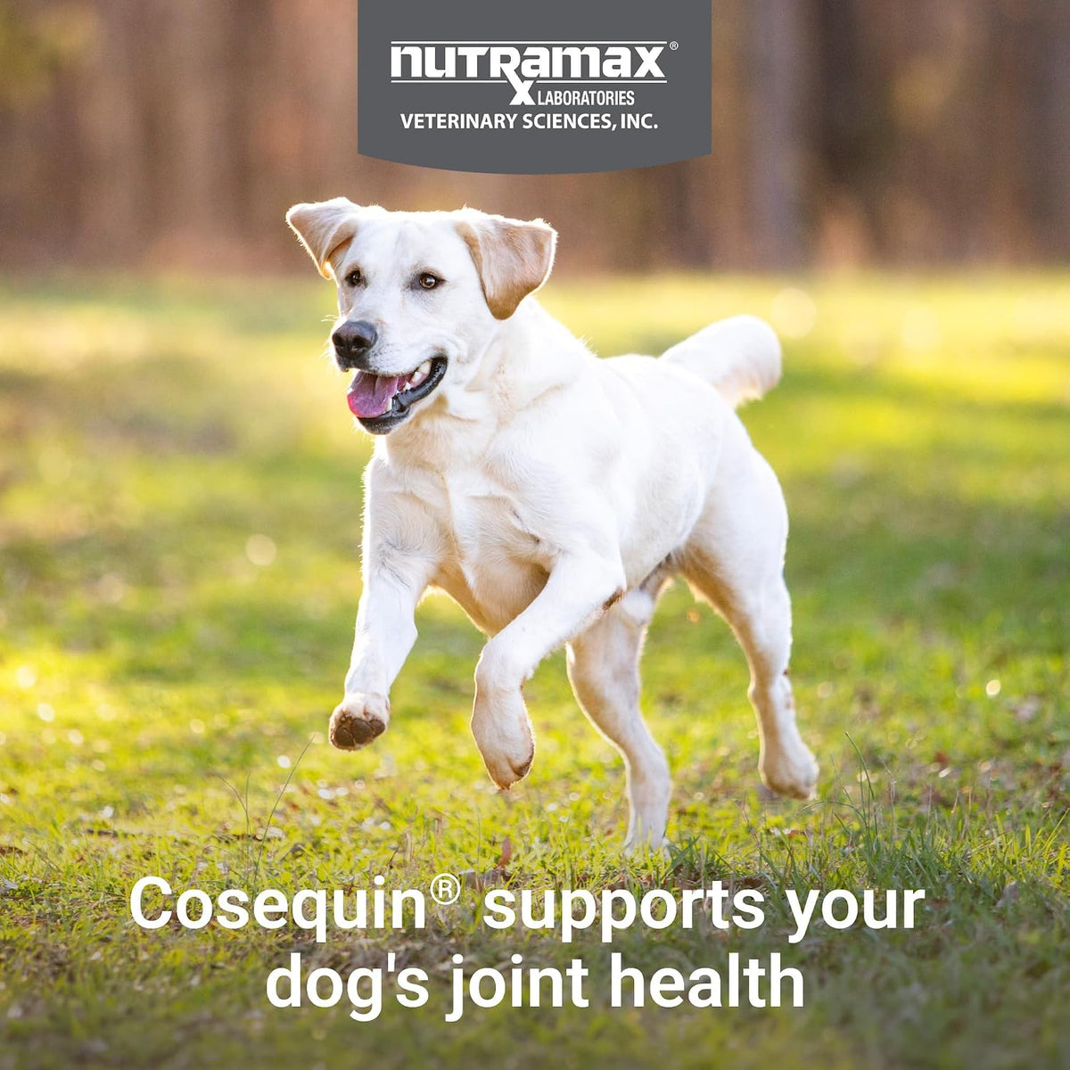 Nutramax Cosequin Joint Supplement for Dogs, MSM+HA, Chew Tablets, 250ct